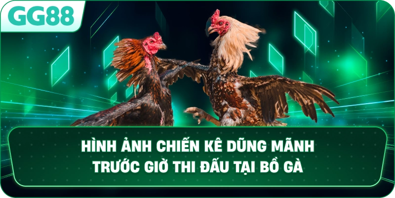  Hình ảnh chiến kê dũng mãnh trước giờ thi đấu tại bồ gà.